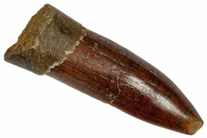 Fossil Sauropod Dinosaur (Titanosaur) Tooth - Morocco #332520